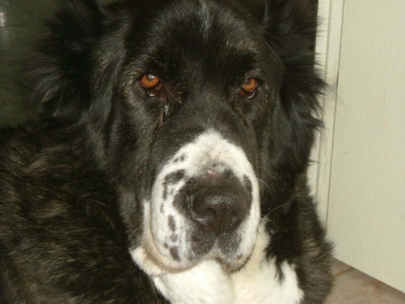 Black and White Dog — Calm, Photograph, Door