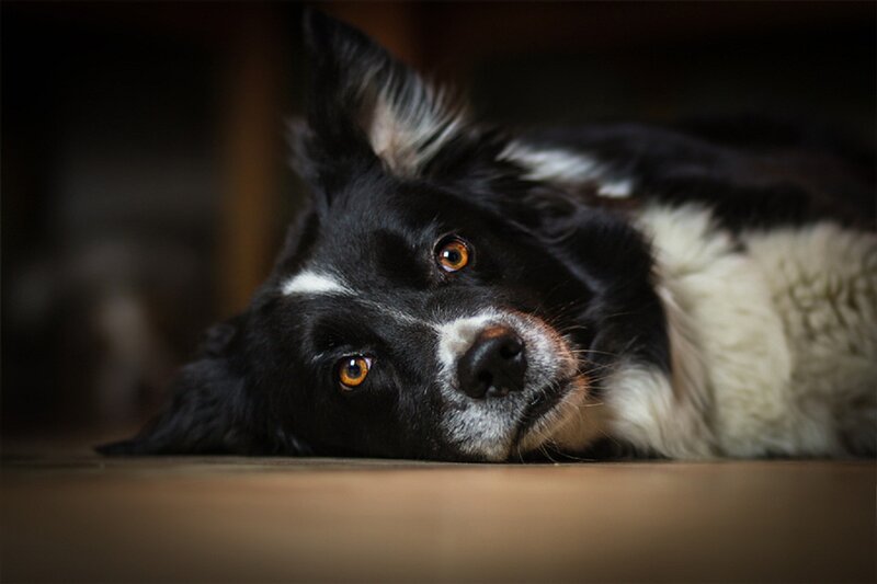 Black and White Dog — Calm, Photograph, Floor