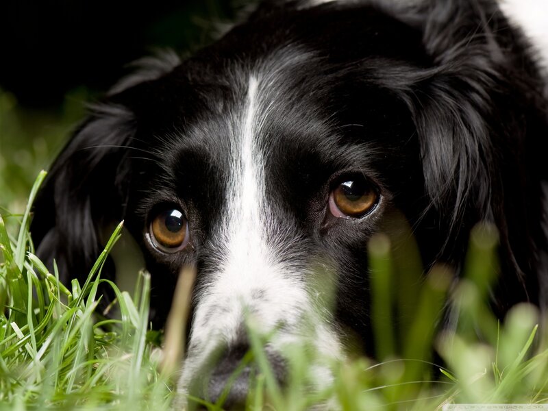 Black and White Dog — Calm, Photograph, Grass