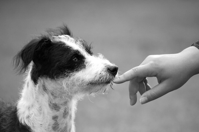 Black and White Dog — Calm, Photograph, Hand