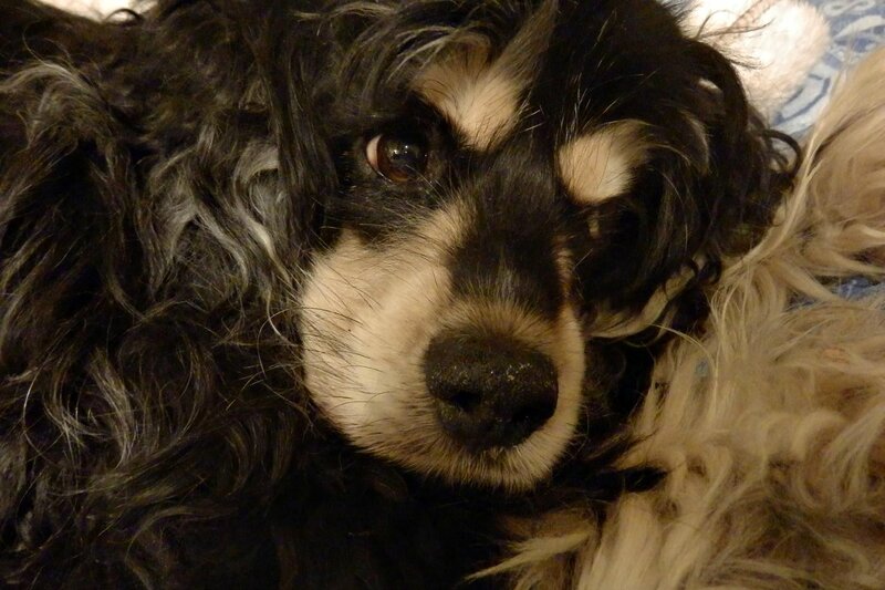 Black and White Dog — Calm, Photograph, Pillow