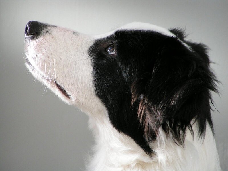 Black and White Dog — Calm, Photograph, Profile