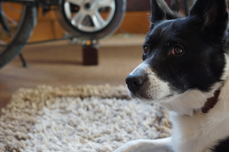 Black and White Dog — Calm, Photograph, Rug