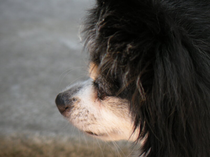 Black and White Dog — Calm, Photograph, Side Profile