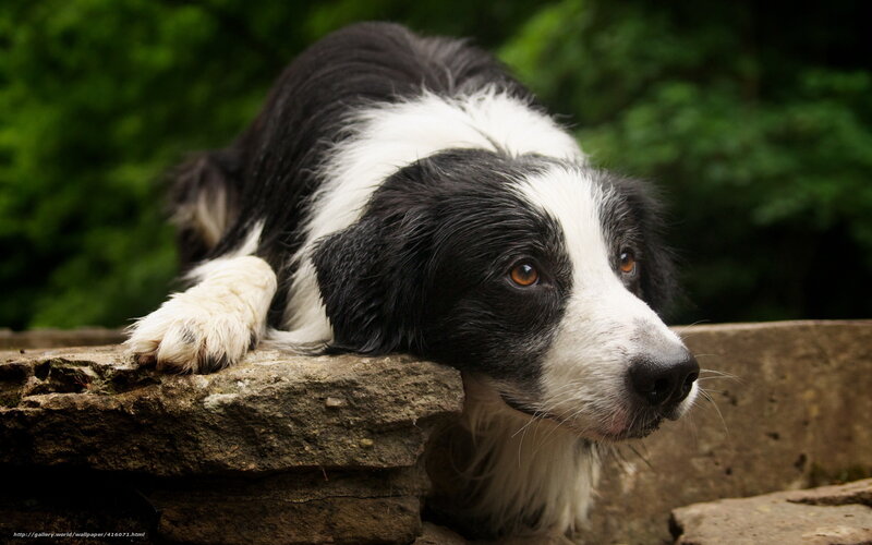 Black and White Dog — Calm, Photograph, Stone Wall