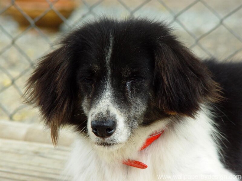 Black and White Dog — Calm, Photograph