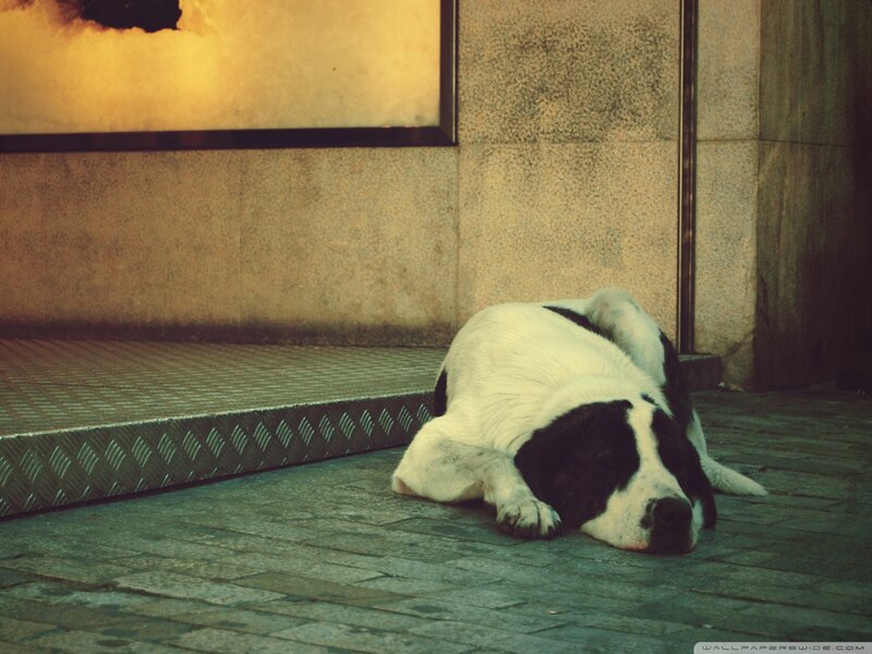Black and White Dog — Calm, Photograph, Wall
