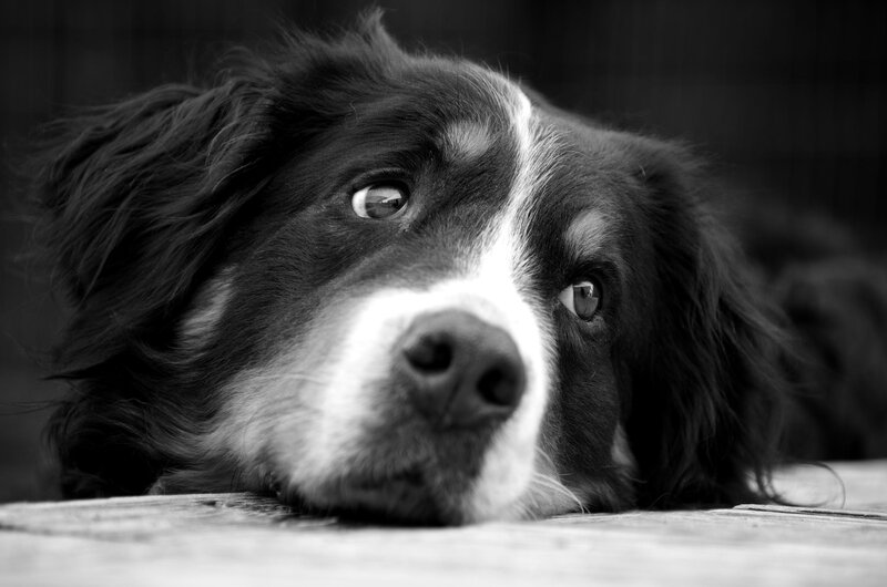 Black and White Dog — Calm, Photograph, Wood