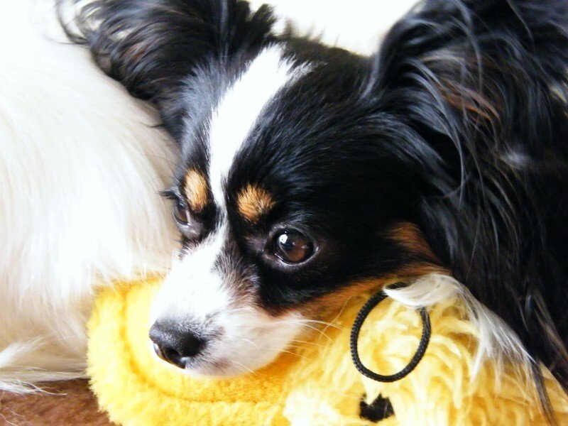 Black and White Dog — Calm, Photograph, Yellow Toy