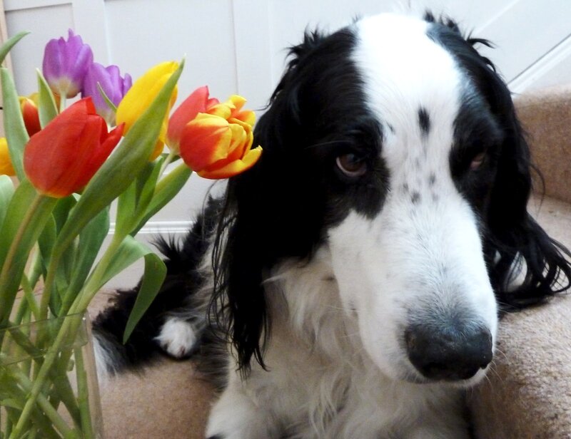 Black and White Dog — Calm, Spring, Photograph