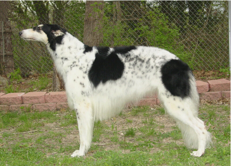 Black and White Dog — Calm, Spring