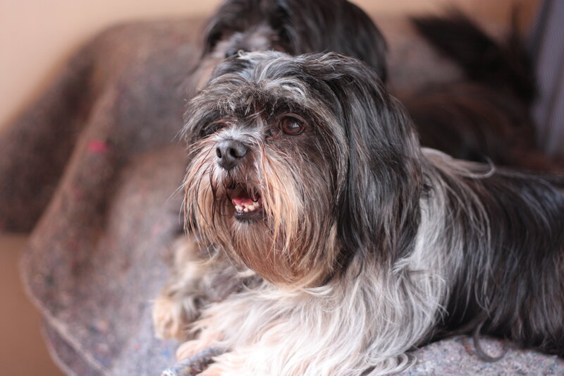 Black and White Dog — Calm