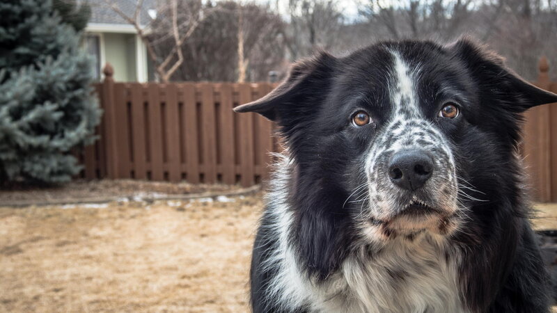 Black and White Dog — Calm, Winter, Photograph, Fence