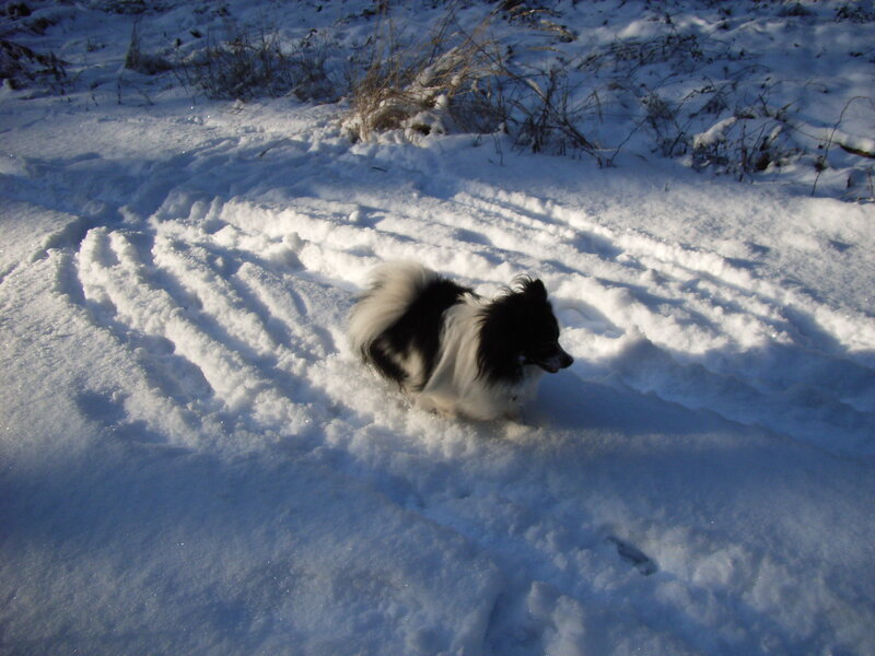 Black and White Dog — Calm, Winter, Photograph, Snow, Grass