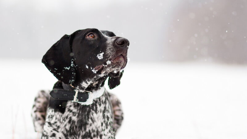 Black and White Dog — Calm, Winter, Photograph