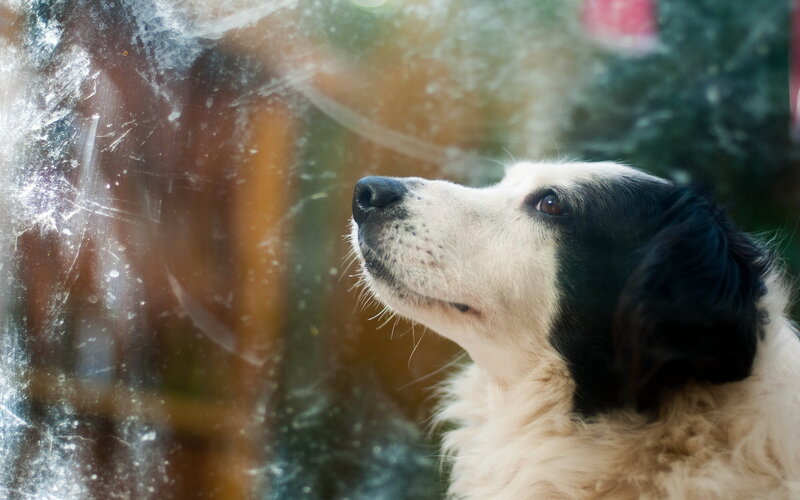 Black and White Dog — Calm, Winter, Photograph, Window