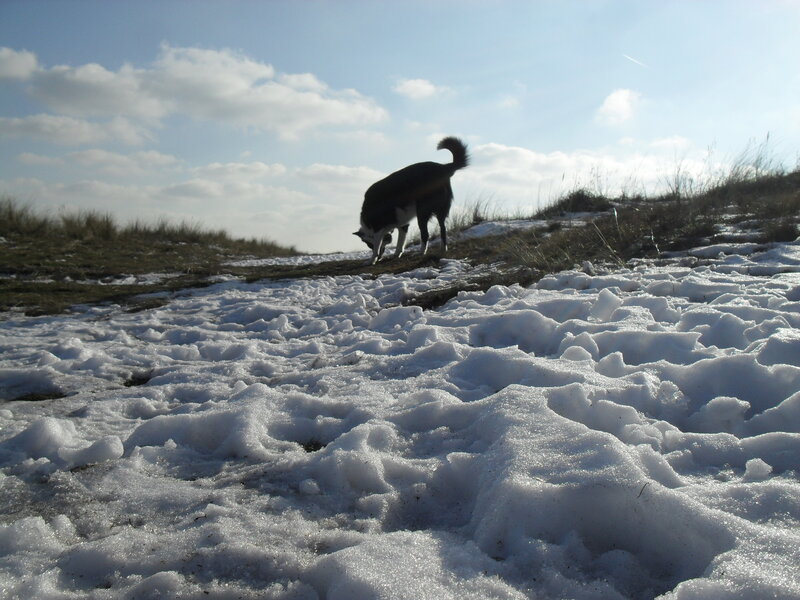 Black and White Dog — Calm, Winter