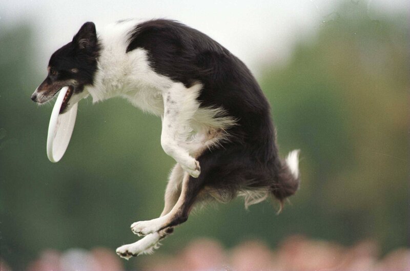 Black and White Dog Catching Frisbee