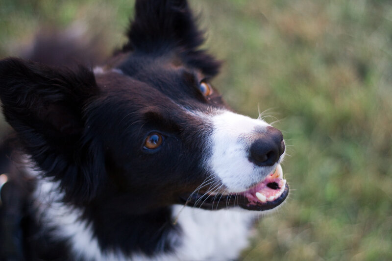 black and white dog close-up