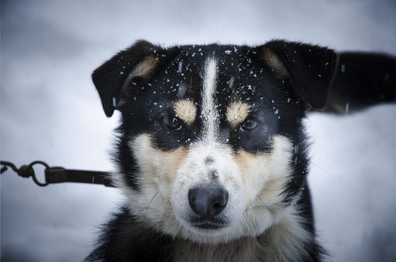 Black and White Dog — Cold