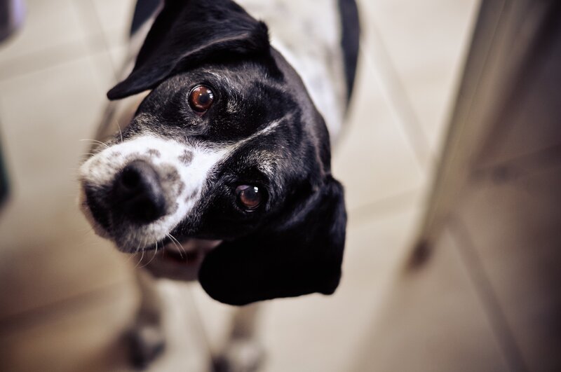 Black and White Dog — Curious, Photograph, Floor