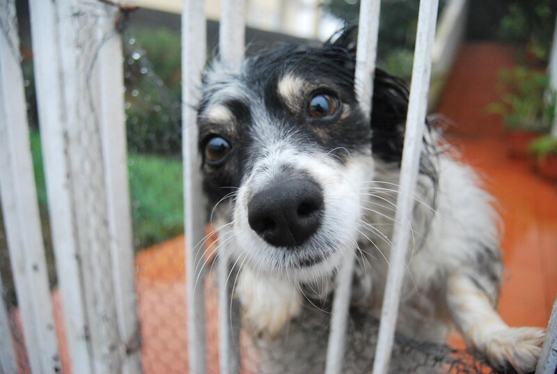 Black and White Dog — Curious, Photograph