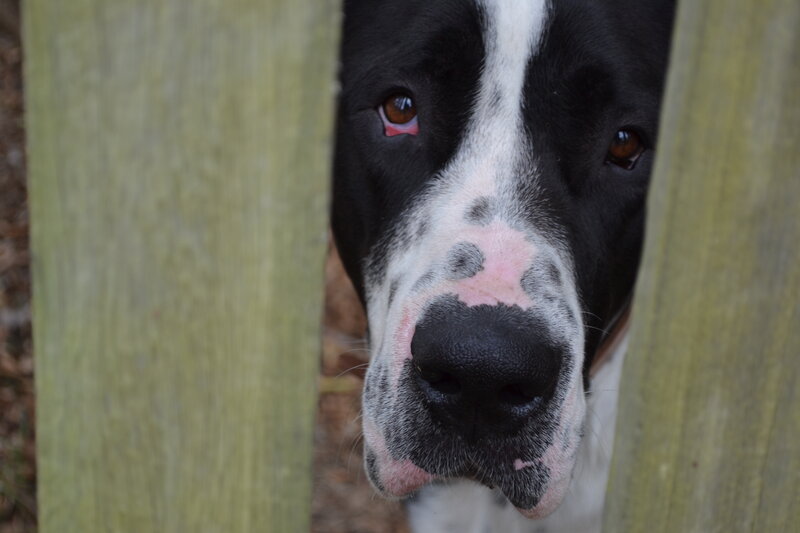Black and White Dog — Curious