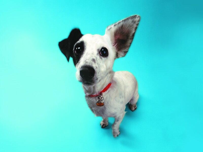 Black-and-white Dog — Cyan