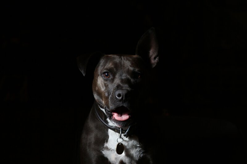 Black and White Dog — Dramatic, Night