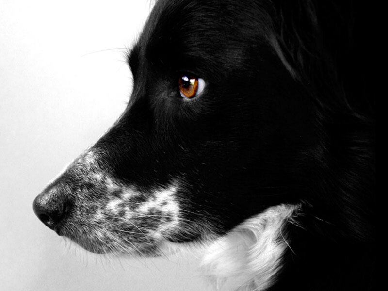 Black and White Dog — Dramatic, Photograph, Eye