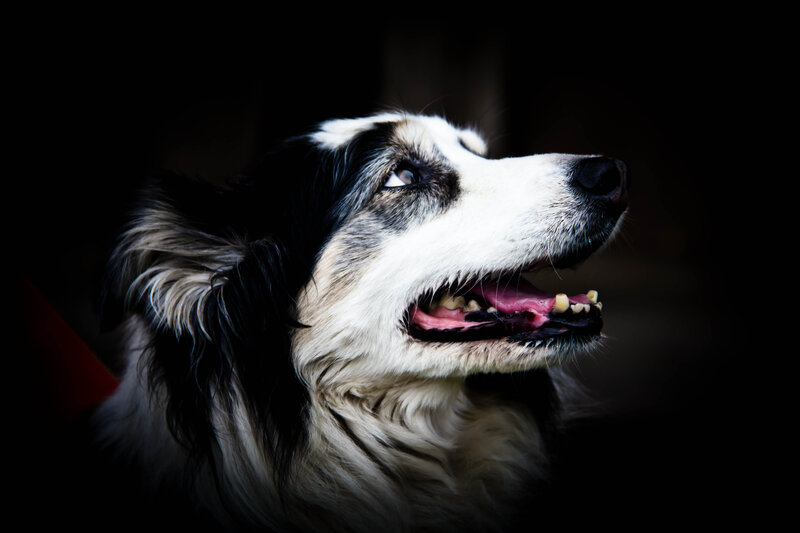 Black and White Dog — Dramatic, Photograph, Open Mouth