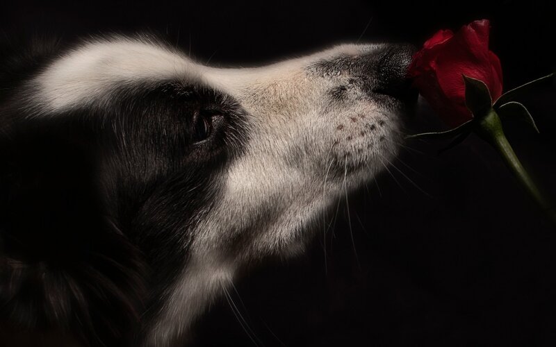 Black and White Dog — Dramatic, Photograph, Rose