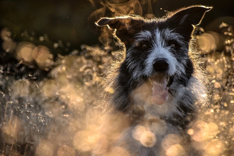 Black and White Dog — Dramatic, Sunset