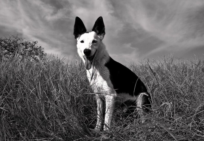 Black and White Dog — Dramatic