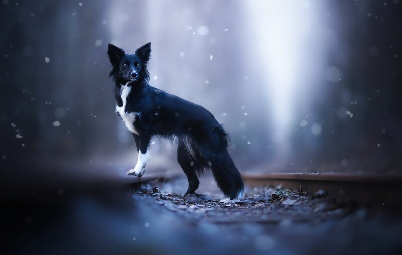 Black and White Dog — Dramatic, Winter