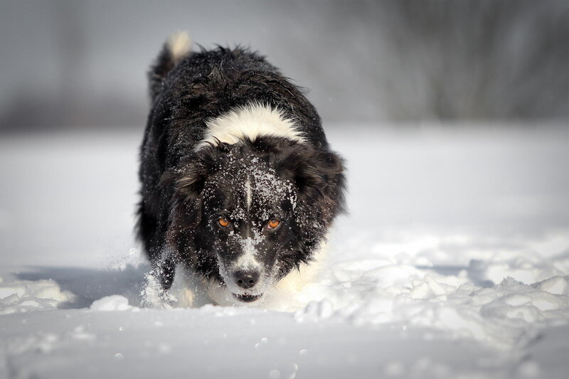 Black and White Dog — Dynamic
