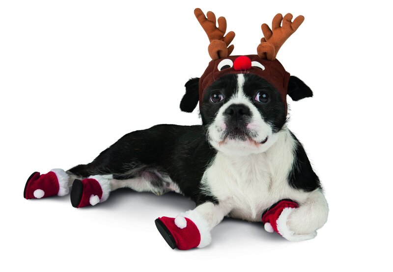 Black and White Dog — Festive