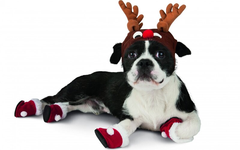 Black and White Dog — Festive, Winter