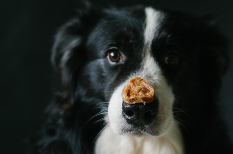 Black and White Dog — Focused