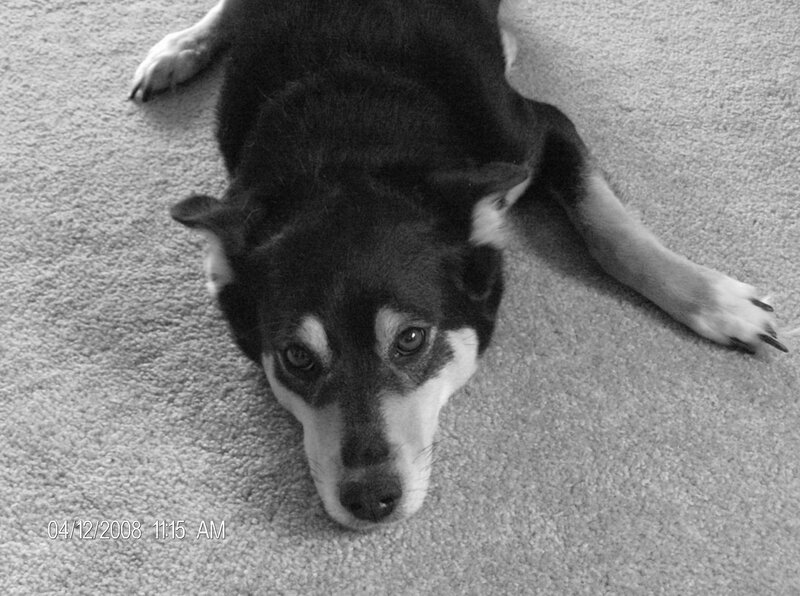 Black and White Dog — Gray, Calm, Morning