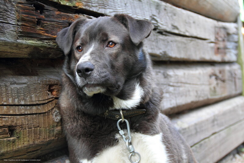 Black and White Dog — Gray, Calm