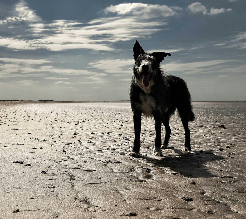 Black and White Dog — Gray, Dramatic