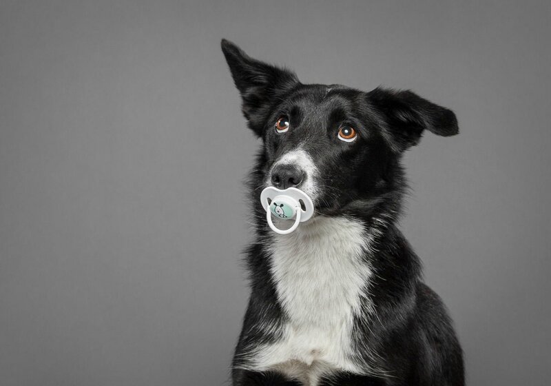 Black and White Dog — Gray, Neutral