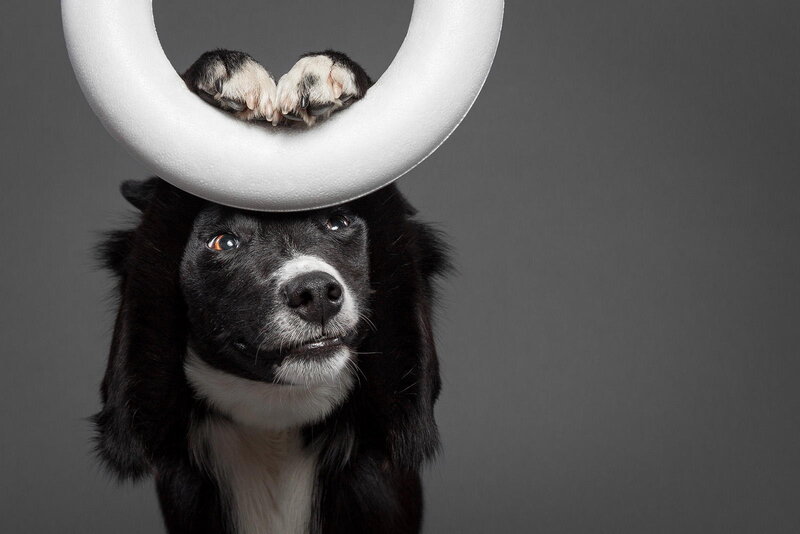 Black and White Dog — Gray, Playful