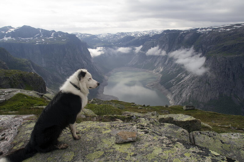 Black and White Dog — Gray, Serene