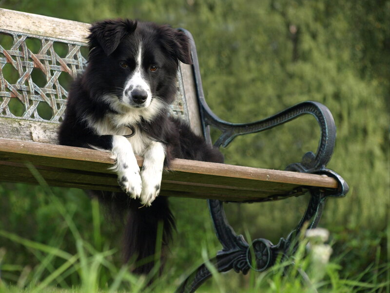 Black and White Dog — Green, Calm, Afternoon, Photograph, Bench