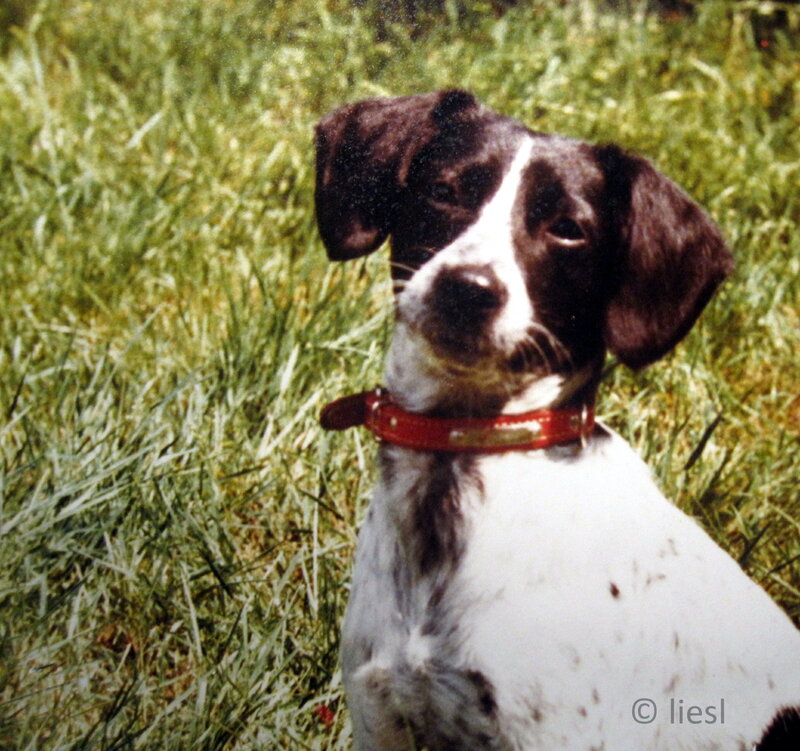 Black and White Dog — Green, Calm, Afternoon, Photograph, Grass, Collar