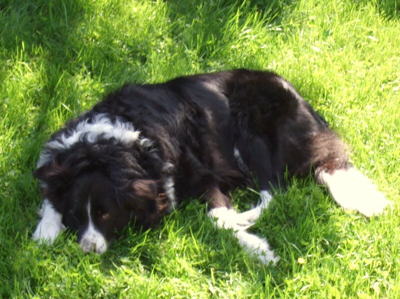 Black and White Dog — Green, Calm, Afternoon, Photograph, Grass, Sunlight