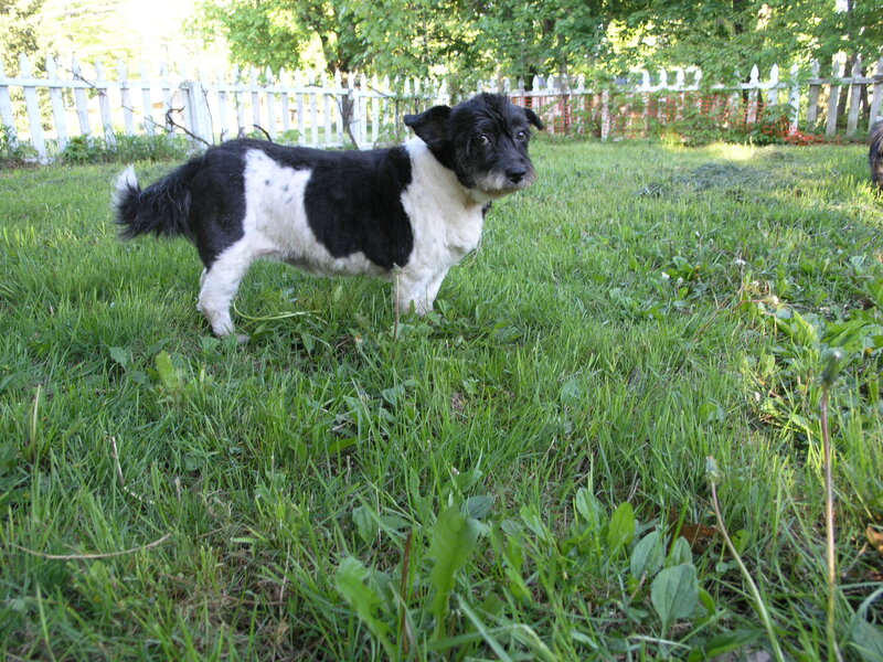 Black and White Dog — Green, Calm, Afternoon, Photograph, Grass