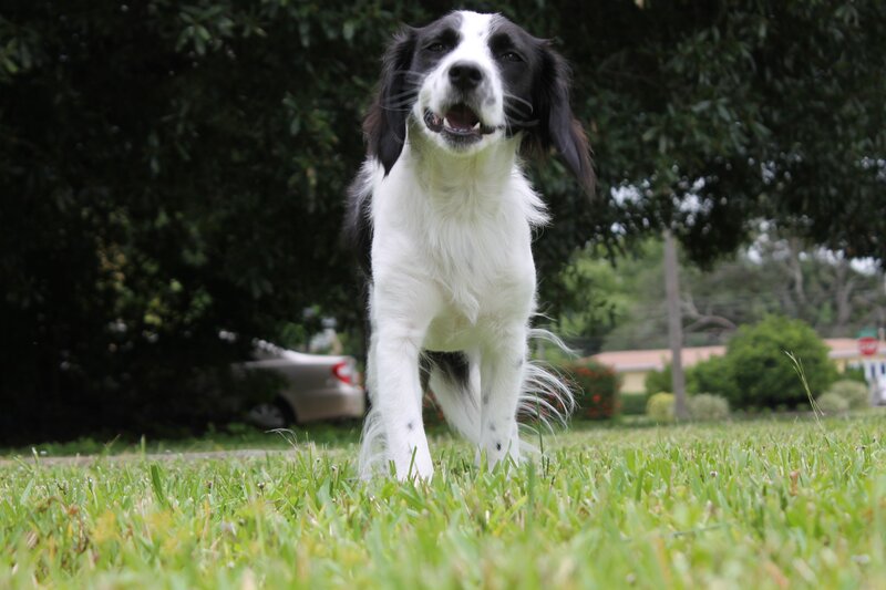 Black and White Dog — Green, Calm, Afternoon, Photograph, Grass, Trees, Car
